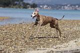 WHIPPET 016